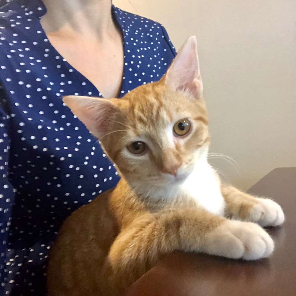 Meet your Posher, Meaghan